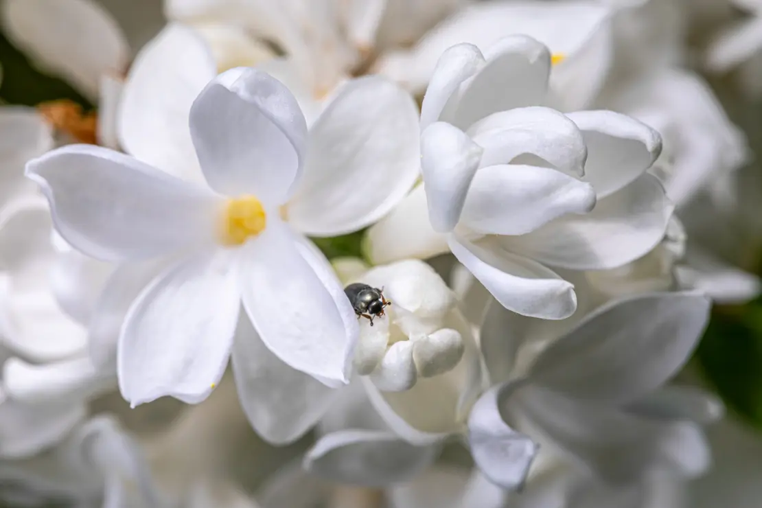 Flieder (Syringa vulgaris) [3]